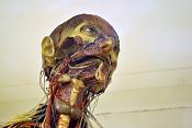 la specola anatomische modellen 8-2017 0809